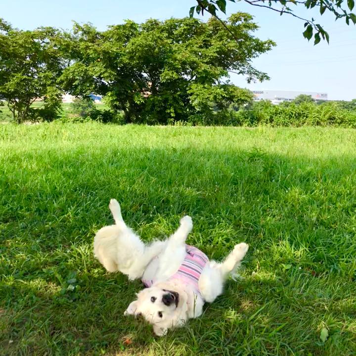 411988ea bdf8 4a15 8659 0b445d8ff9e9 1531882953819