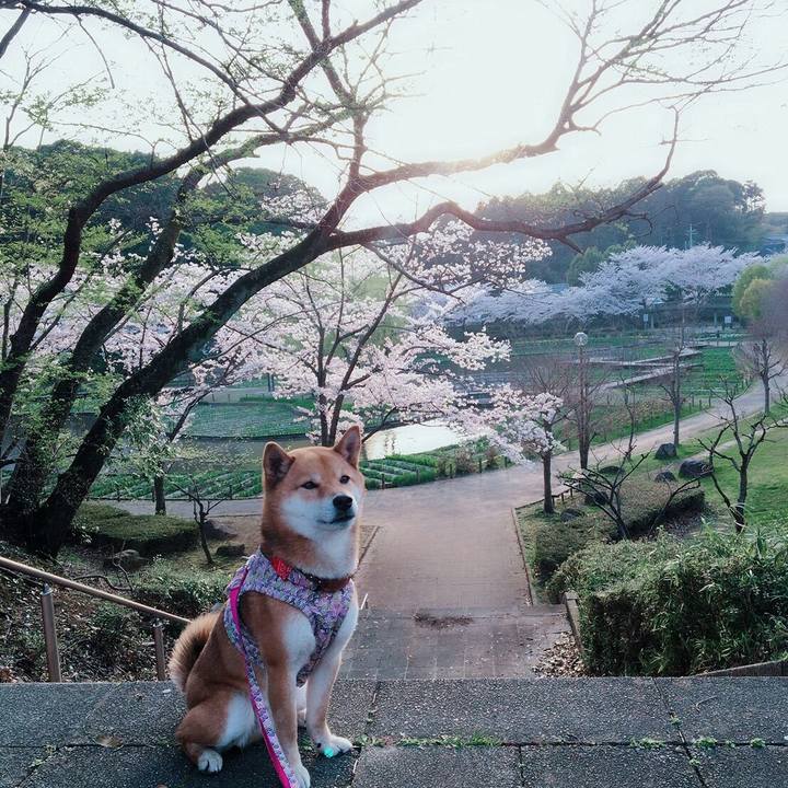 4119eed0 62d5 4995 895e 0cdc253efcd6 1522315156355