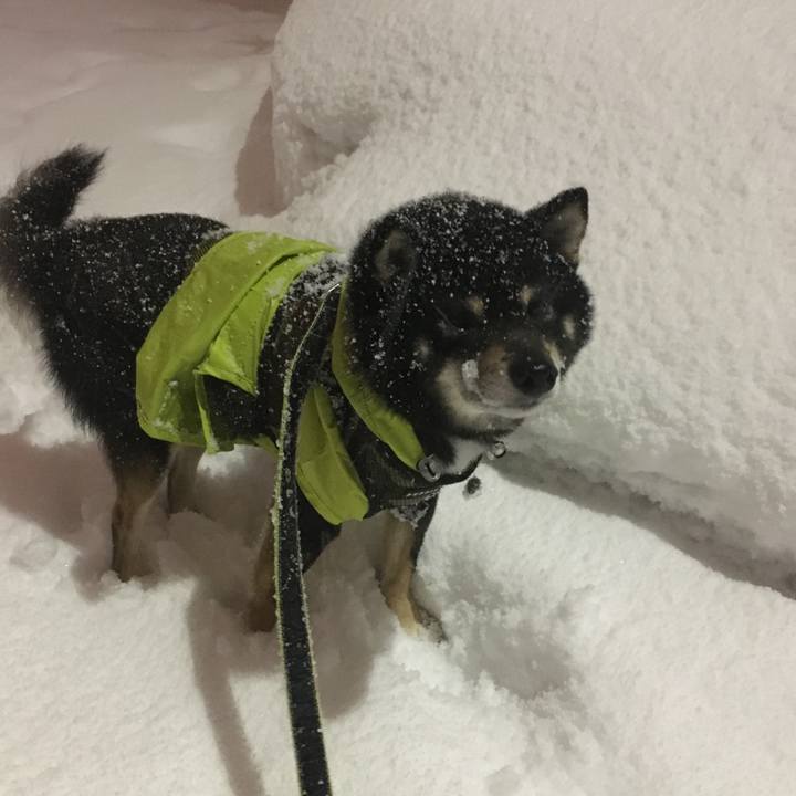 411a37a5 b0c4 4b69 8a34 45b42a1b7262 1516706094459