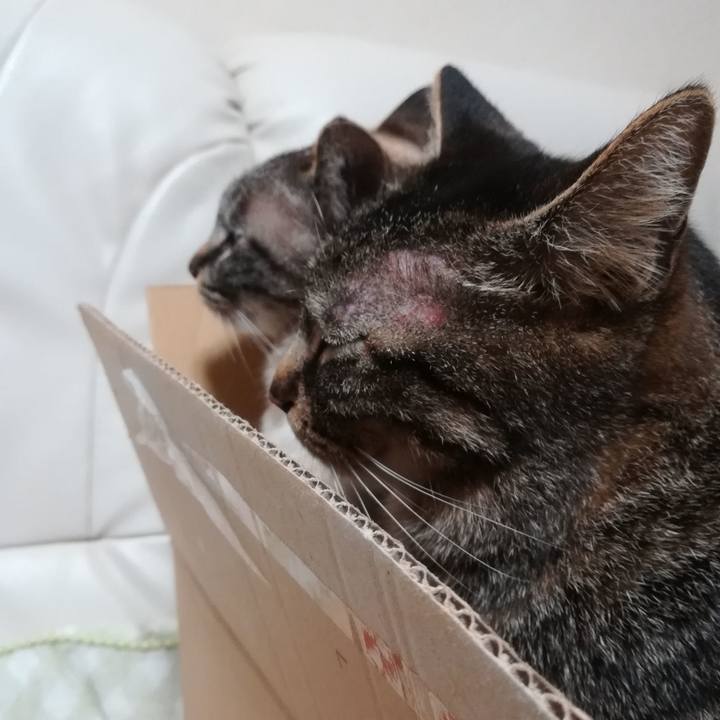 411a607b c612 4422 888e d8dde8b16703 1585736098646