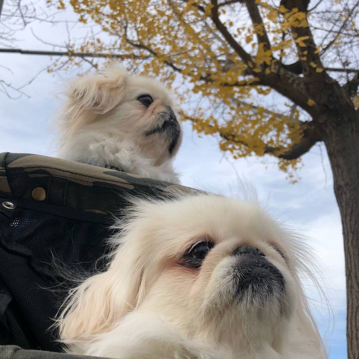 411b2a5d bc19 4390 b854 916312b88a16 1544409195632