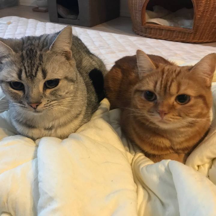 411b8ed0 372f 45d0 9b79 4fec69053a9a 1510267481927