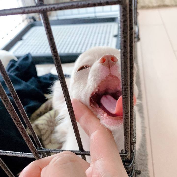 411cec29 e146 4d4e 8631 cb6208992477 1591138485478