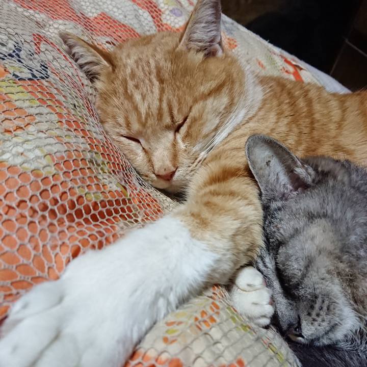 41205930 8a1f 43ff adf4 b0e95b321dd6 1577970841835