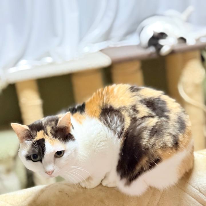 41214755 278a 4e89 8b23 2dce88bc940f 1742351616486