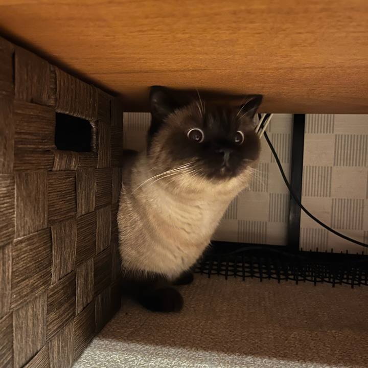 41231737 96ea 471e 9bfc eab3c2997e24 1639873759909