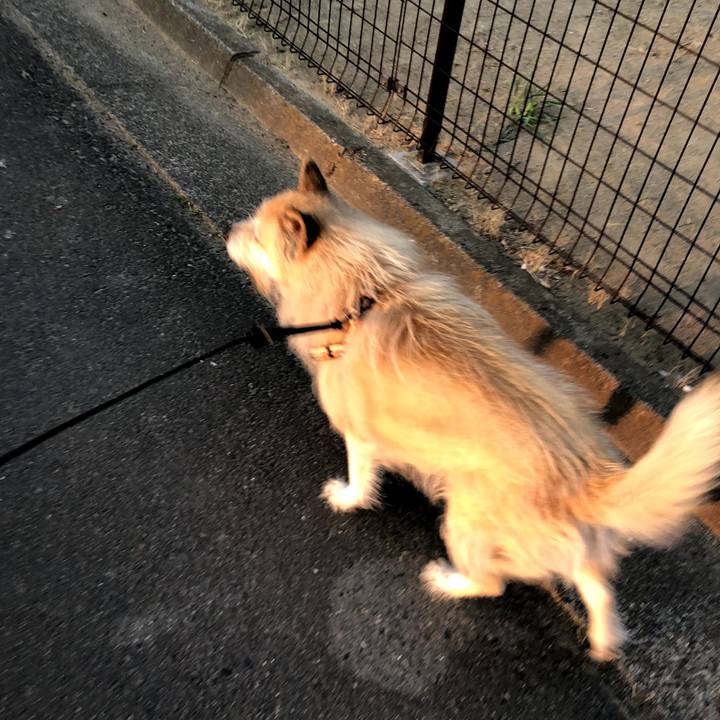 41231d6e d52e 4509 9024 31e8895f44ba 1554475248633