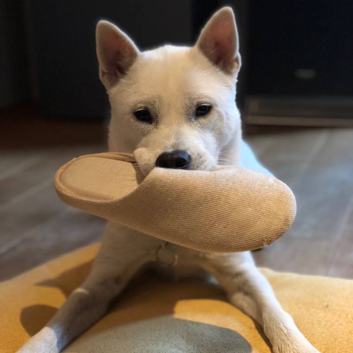 4124f320 3279 4cfa 95e2 ddfcfd24d0f0 1540384765128