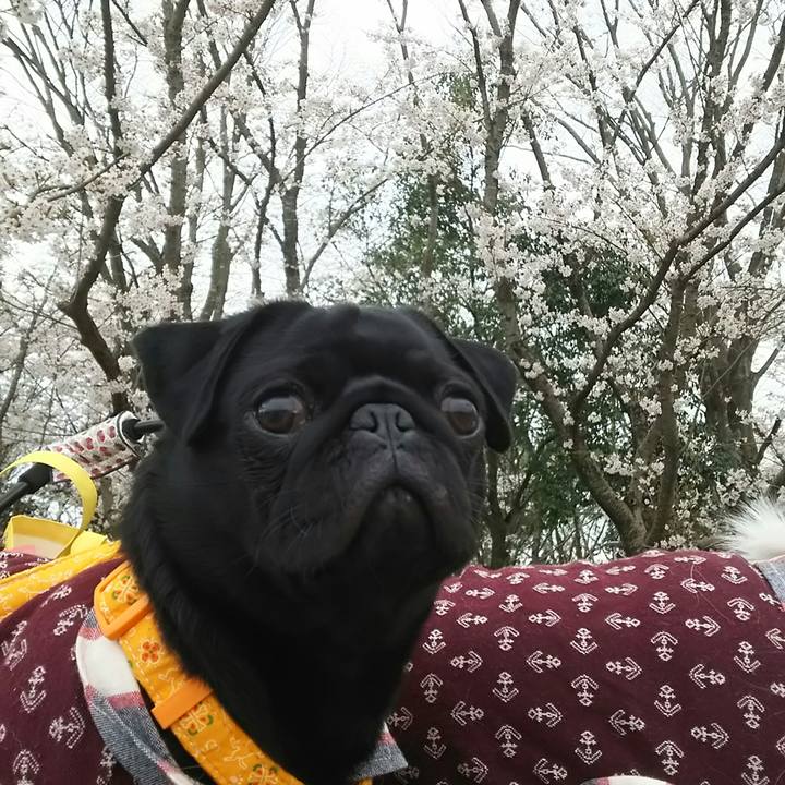 4129edd0 47ee 4f73 93f7 9a3e6b486c34 1523107404631