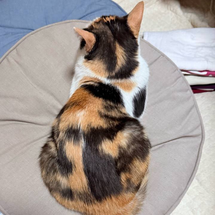 412a9ab5 7ab4 478b ab0e 39056515d41c 1757469061262