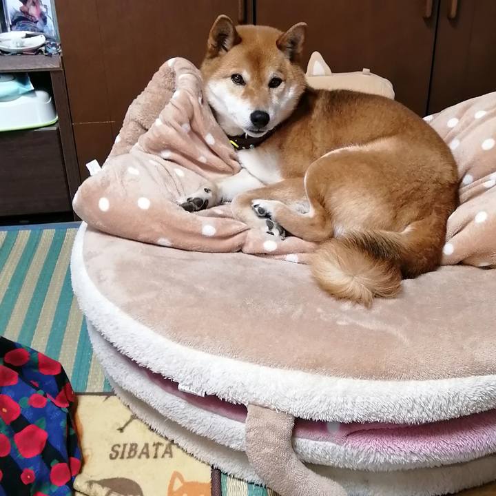 412aabad a0b3 45ba 93d2 41b1a2d8d90d 1584082379907