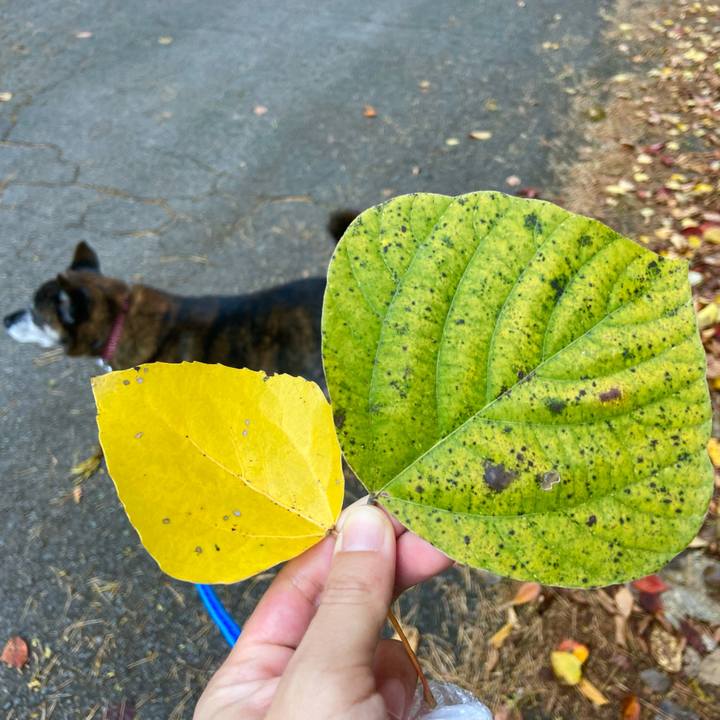 412d0fbb 5f13 4dcc b0ad 80b14c089a77 1668211258494