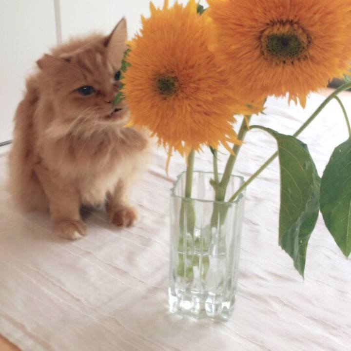 413135a1 00b4 4e3b b9c9 9cf4976c50d5 1595710606506