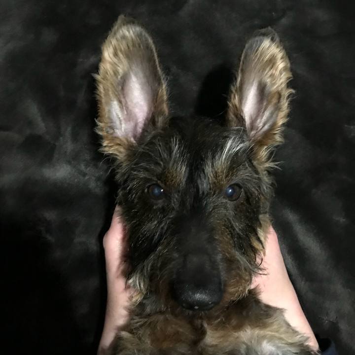 4132a0d1 6b51 462f a5ba 207aeb311d57 1520606875621