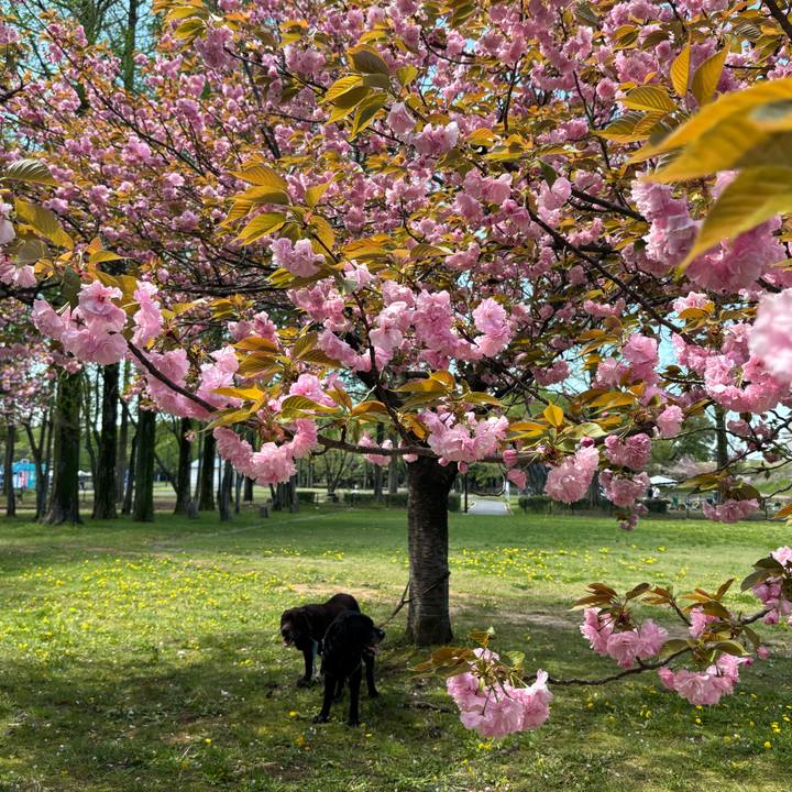 4133c330 0ed5 4a40 b40d 798fe1edf2a0 1776166059594