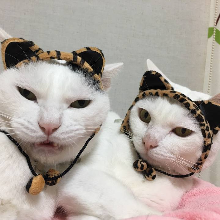 4134b5c4 c518 4aaa 8560 205018439095 1538215033152