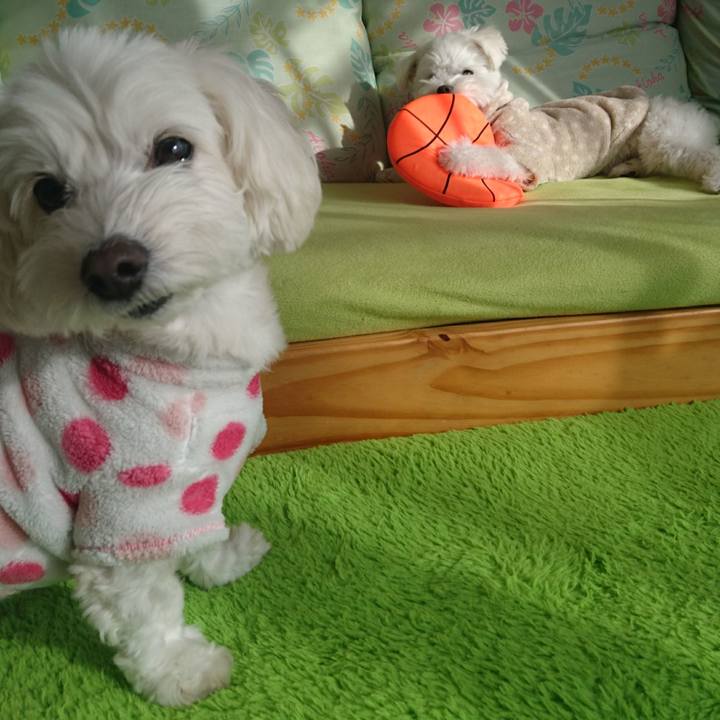 4136360e fe9e 4189 b48b 1c47633e85b1 1519726085756