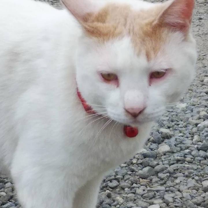 41398087 25c9 4aaa 85f0 094c153e779f 1590451072027