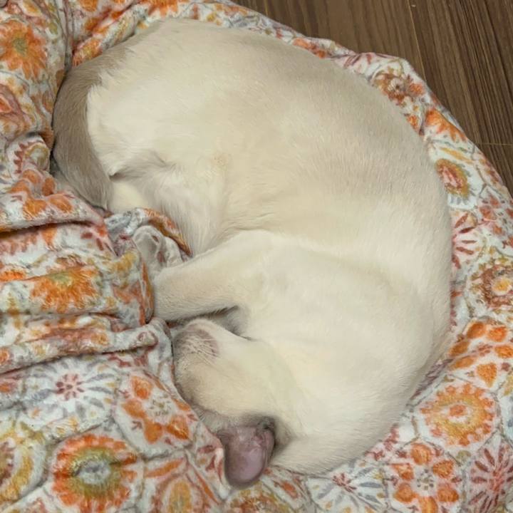 413a1521 78af 42ca a886 ff255ee332e5 1739452814865