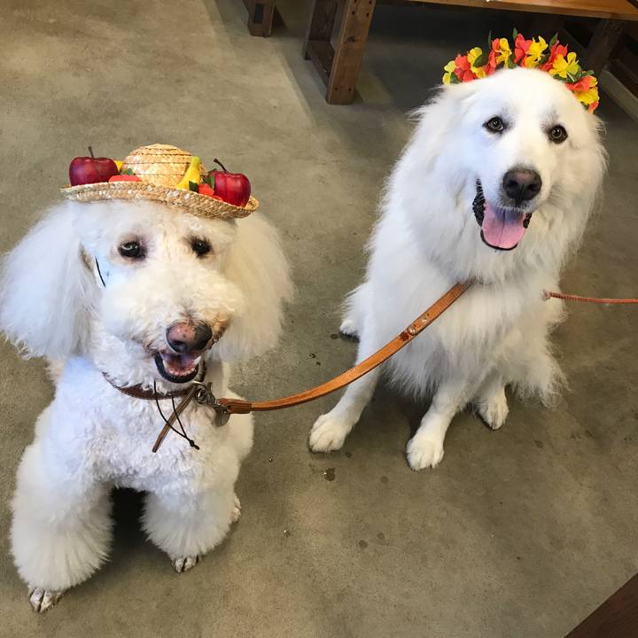 41415861 a16e 4402 b27d 584d8d0298a9 1536151800496