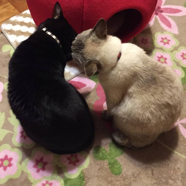 4141a1a5 fdde 4634 9865 82ea826732eb 1517057164127