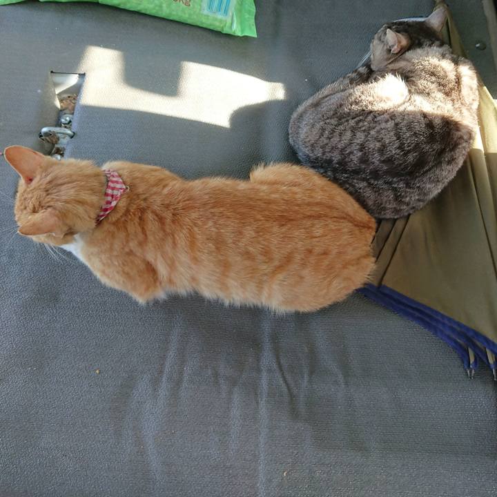 414595cc 55f1 4434 9a1c 254d04ee0694 1559203475704