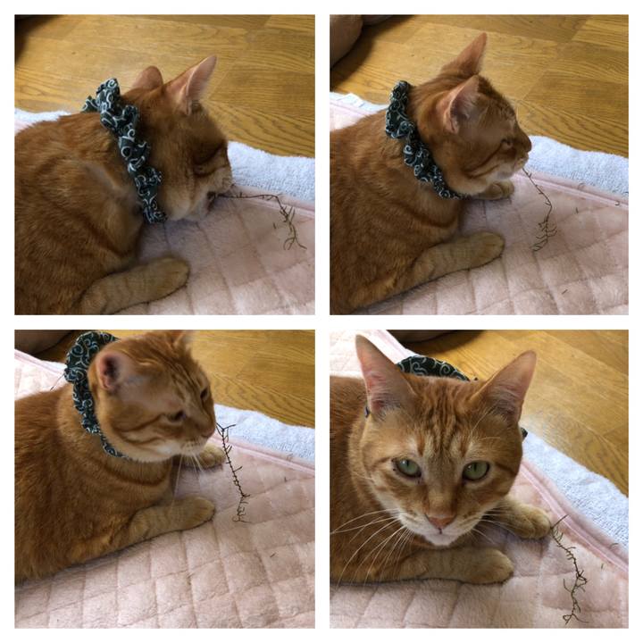 41468d6f ce03 44cb b077 0d201ced9fc1 1559095034499