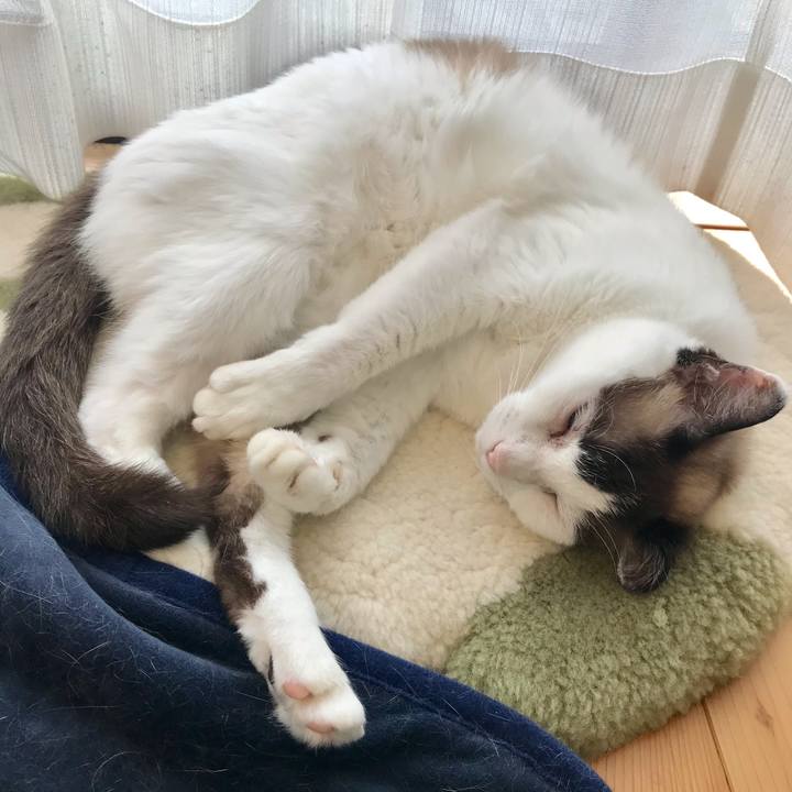 41486a2c e088 40c9 b788 2bd2d0aa81cd 1622276433566