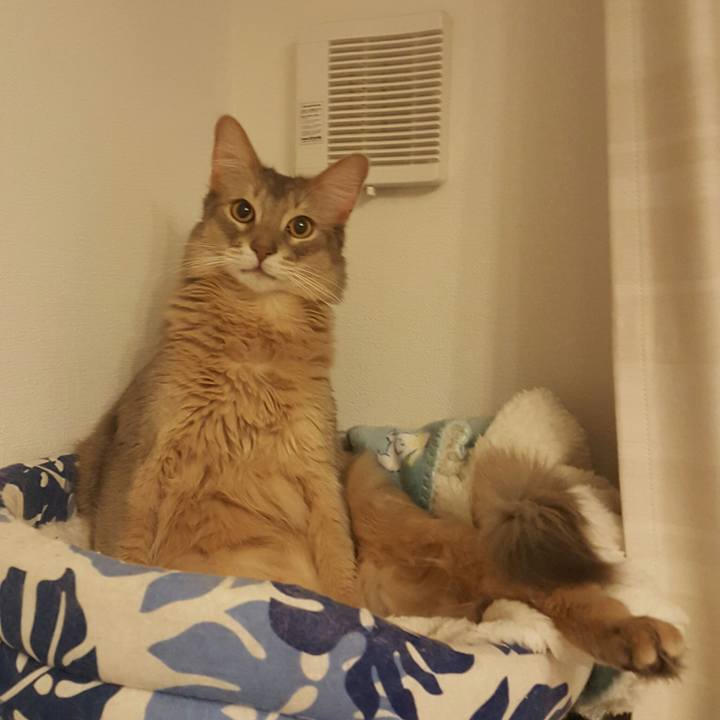 41497e4b 1de8 4ad0 937e ebb8f1ff8dcf 1519220831916