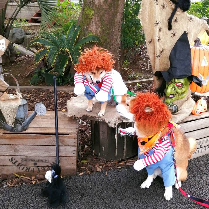 414b6def fd6f 4e07 abea 0e2af30a6877 1666431958216