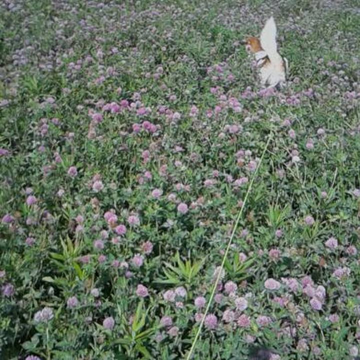 414bef33 d641 4803 a2ac 55206d0be191 1526368221948