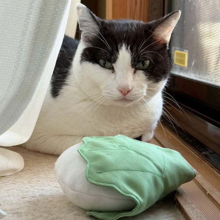 414c0e4f deb3 4ec9 92da c499597f9270 1746325105491