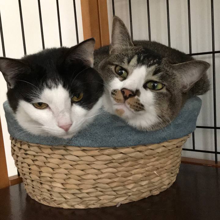 414c1914 4bfc 4f80 8c0a 24bd12a8a4e1 1526105241186