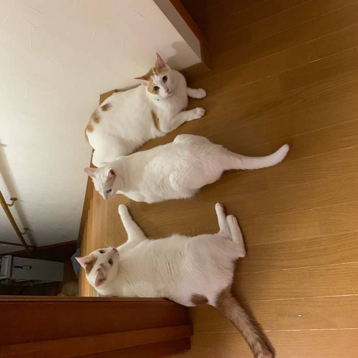 414ee8d8 58a5 4733 939b 83c02cf3be1e 1564198562453