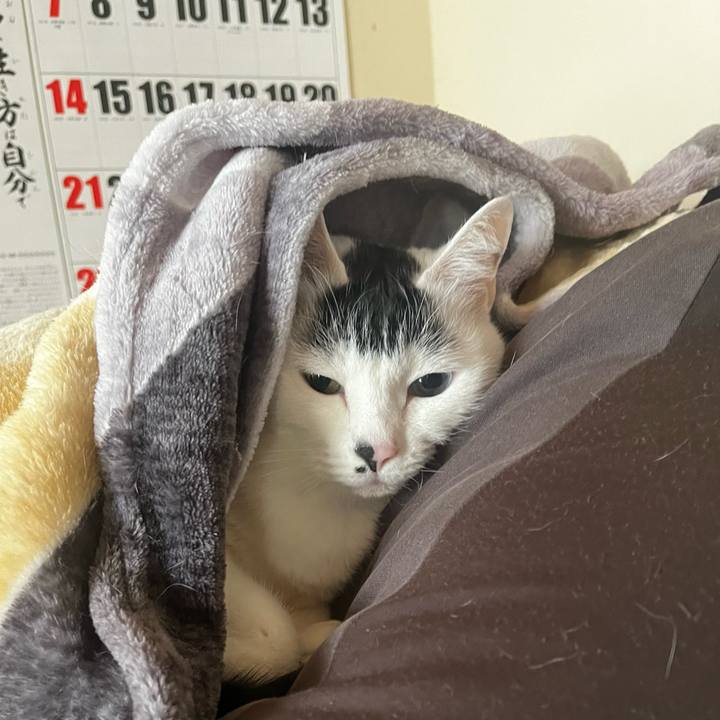 415114d3 7fdb 476a aa7e 90ceaa25f186 1766707740500