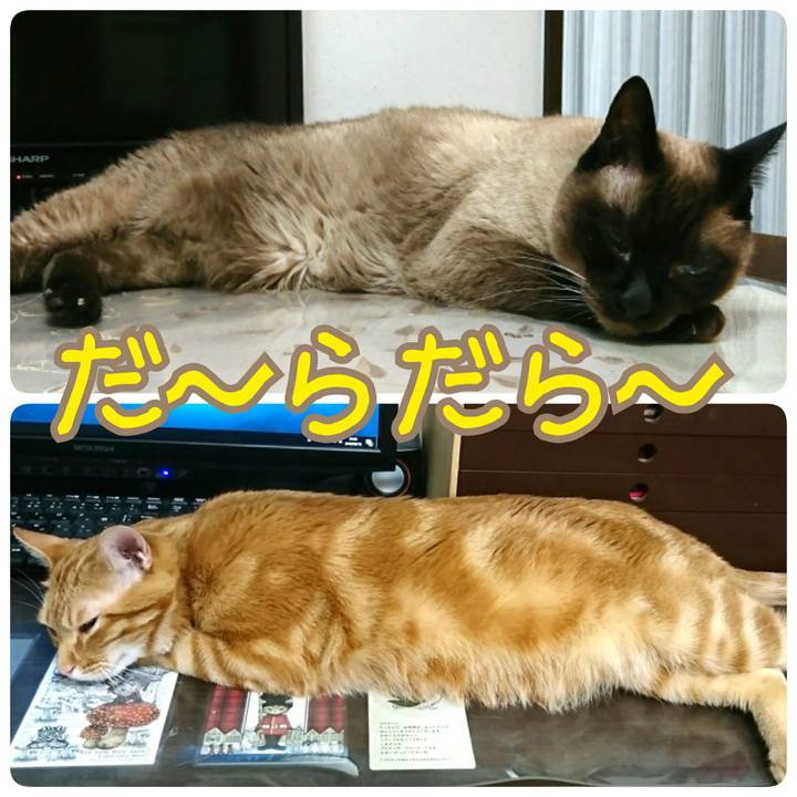 41520e0c dfbe 4f9e a988 0ef73e6ba9bb 1526647846112