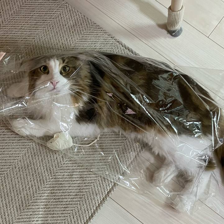 41549408 0c78 470d 9258 25823344c42c 1666727942541