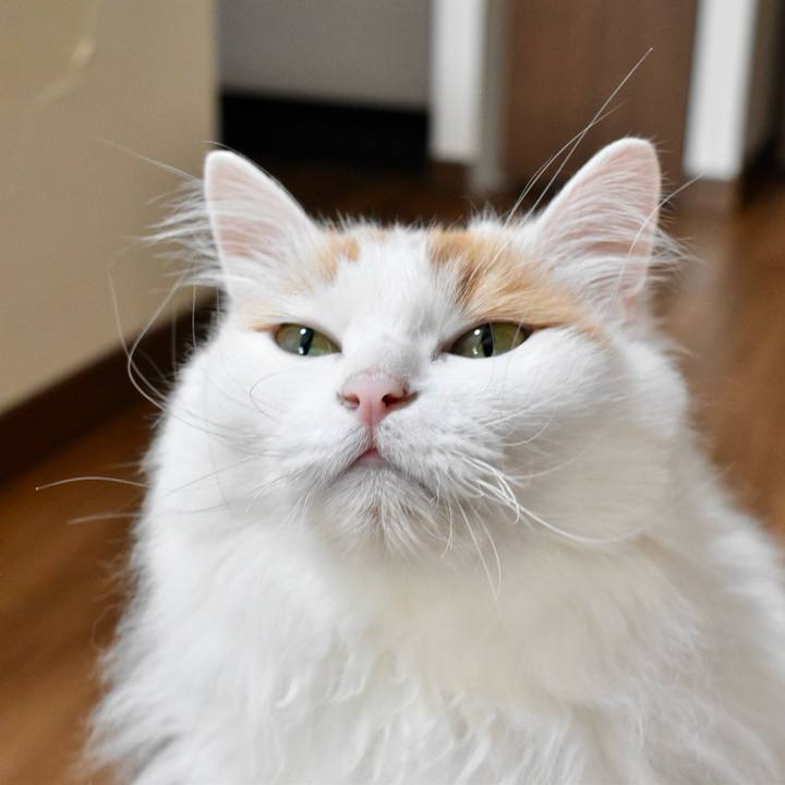 41552280 0340 499b 9ec5 bbb08f96cf39 1760499176408