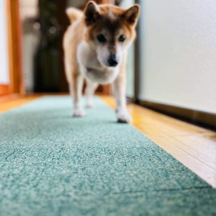 4155a99e dcfe 4b9a 95a2 50af3d94418f 1758254757091