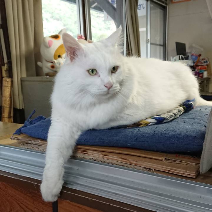 4155bc16 b779 400a b838 4141aeb4623a 1539037607614