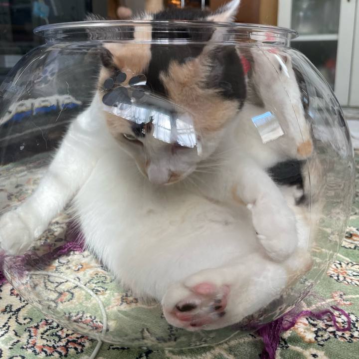 4155d3a6 1d6e 4571 9c16 e81d087626f3 1721691289452