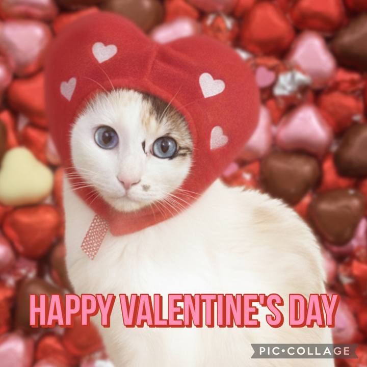 4155f5ad 4823 4d54 8a44 91d0b26c19b9 1771080402387