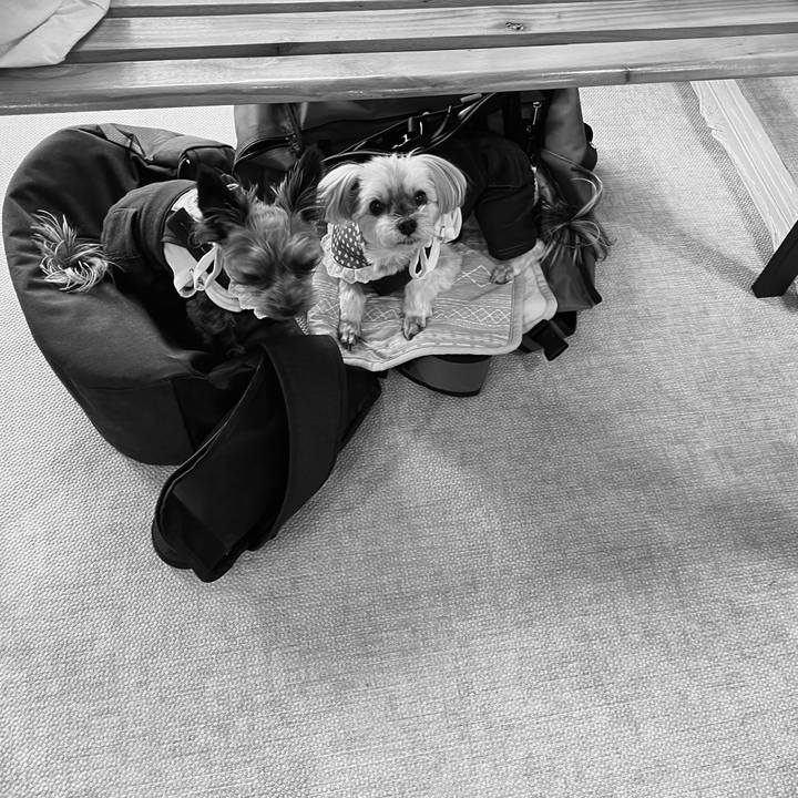 415757c1 a7e6 49a0 abe2 5bb6e820edcb 1763866226239