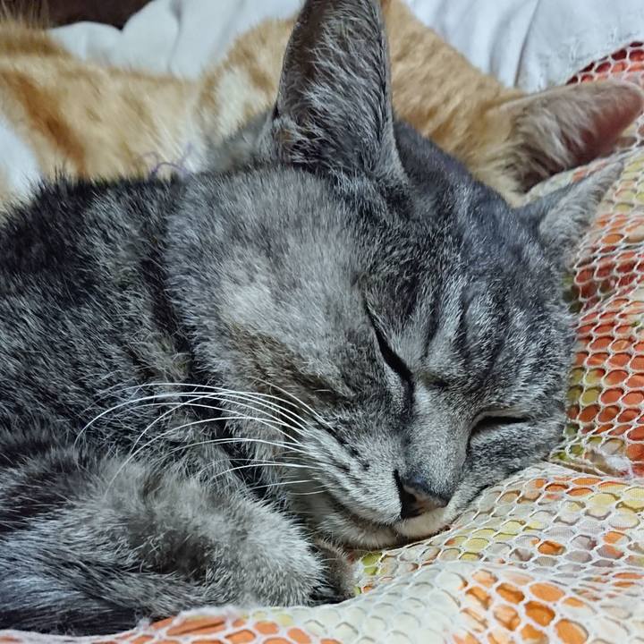 41587066 e7b8 4efa bbf1 444fdb50001c 1585225361365