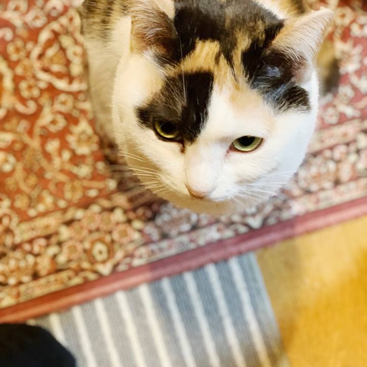 4158cbf3 a03d 48e4 9936 fc7895bcc2f8 1555209583191