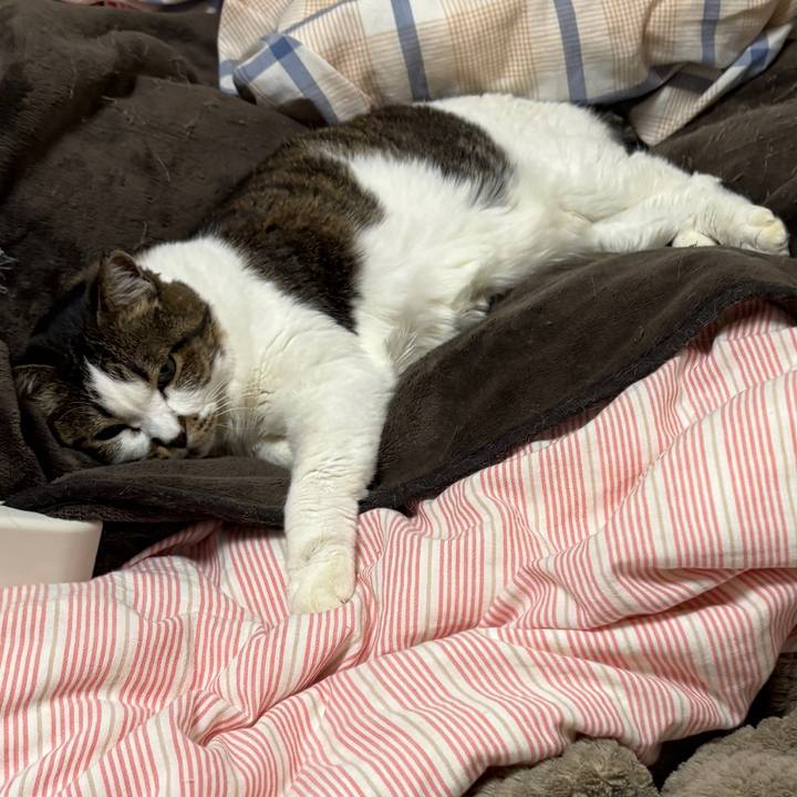 415ac2c5 2a74 4753 af0e cbc841c44bd3 1765281599615