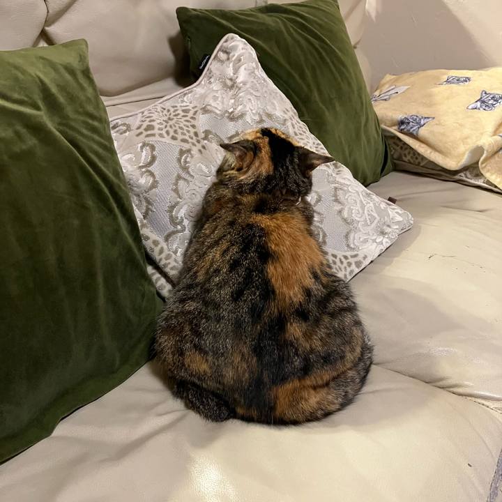 415bf766 a2e5 42cb bb74 9976b4c32908 1762302291851