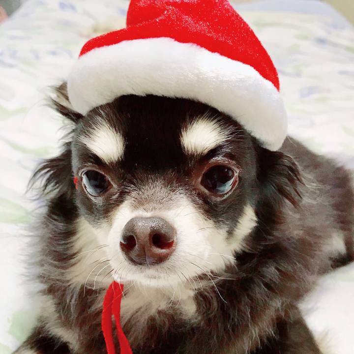 415c74cc dcc4 4c95 a51a e047b649ed56 1513688488368