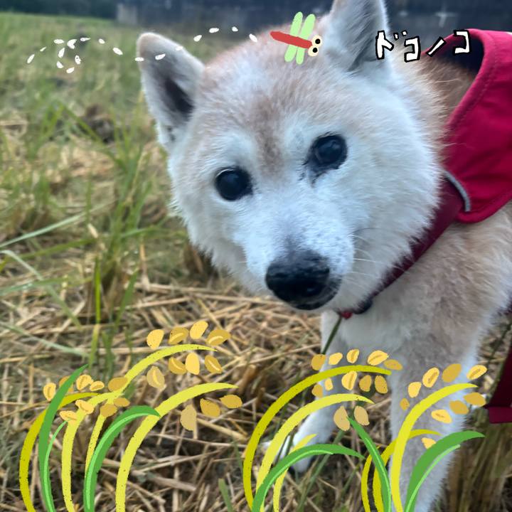 415d660e 6c4b 4f2f b4a4 9379543f8fa5 1762314511292