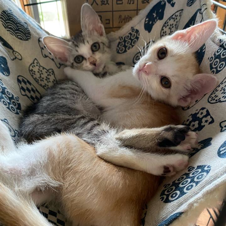 4163696e af4b 40ee 98b5 217ef8d7fb2a 1719218486279